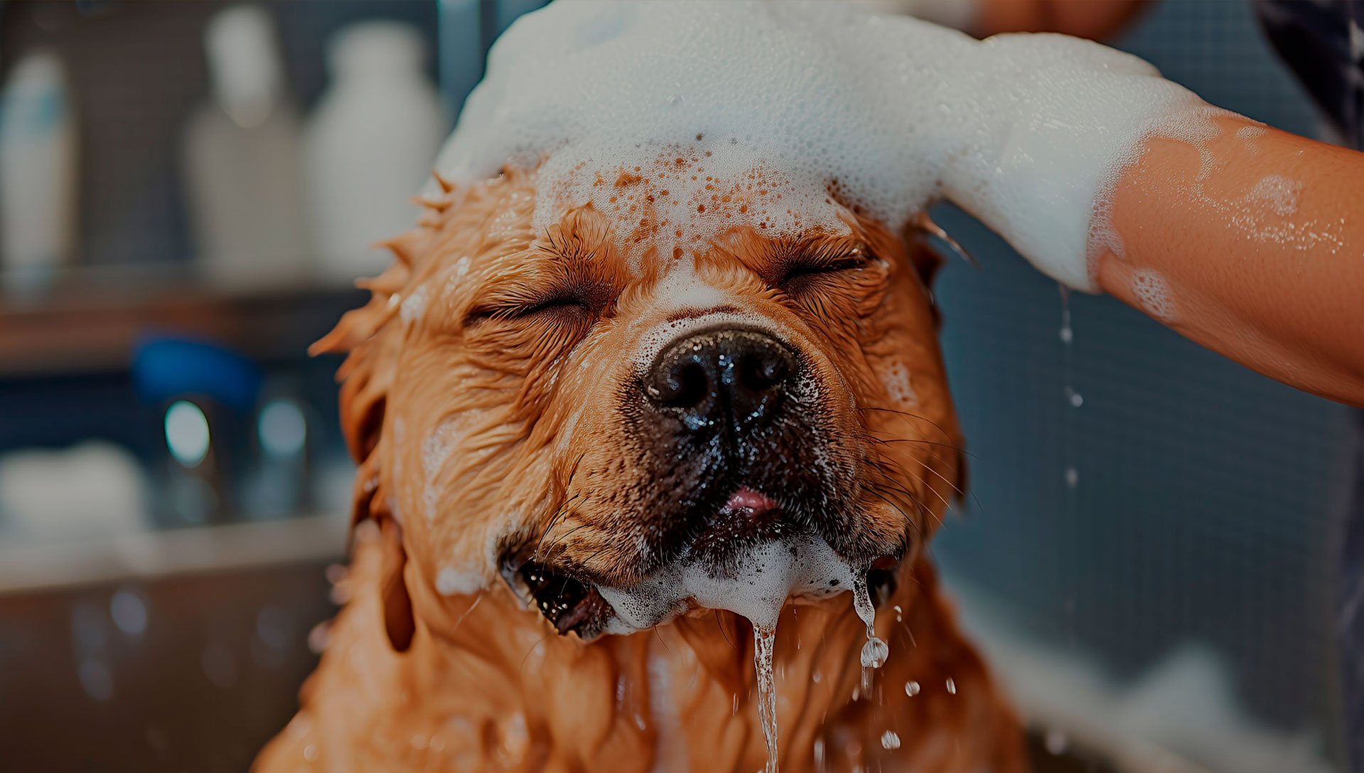 Slider-Woof Woof Mobile Grooming-03-A
